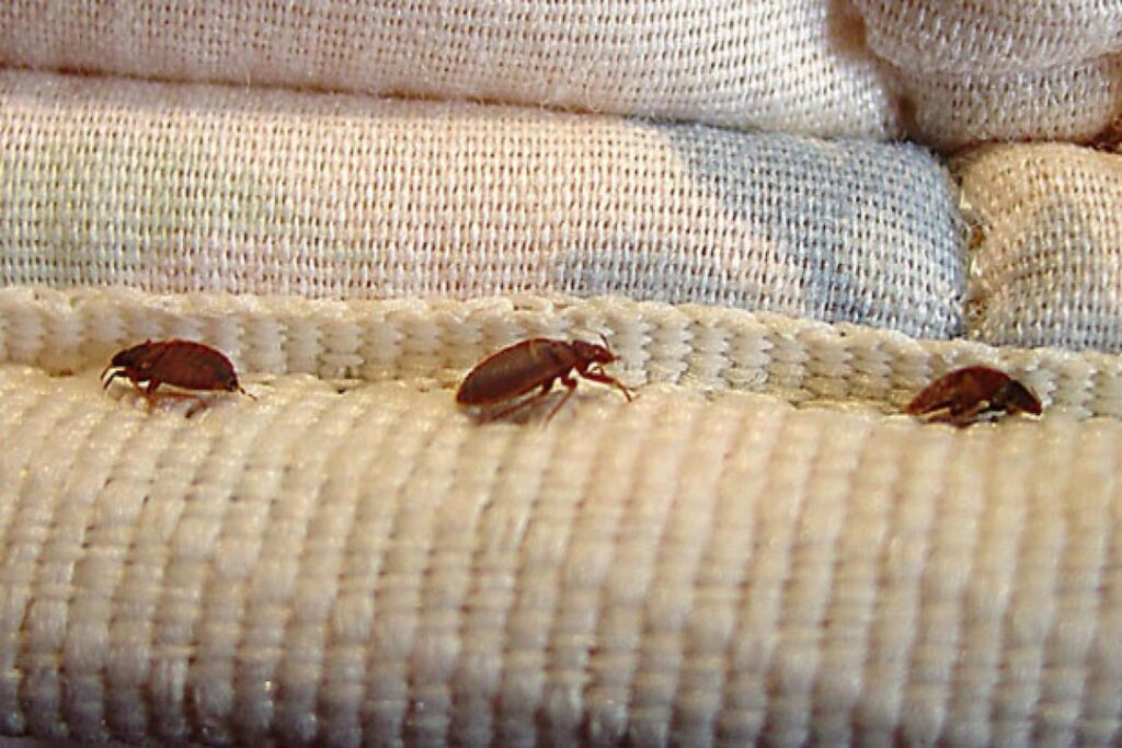 Pest Control